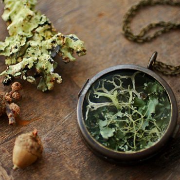 Irish lichen specimen... Irish lichen specimen...