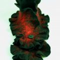 Heartfelt Scarf Wool Yarn Felt Red Black