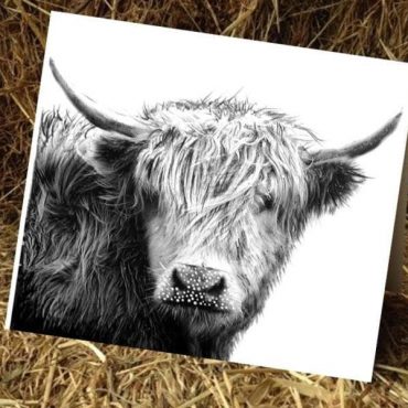 Hamish McCoo Card Hamish McCoo Card