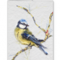 Bluetit Card