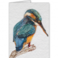 Kingfisher Card