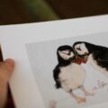 Puffin Art Print by the Wild Felter