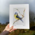 Bluetit Art Print by the Wild Felter