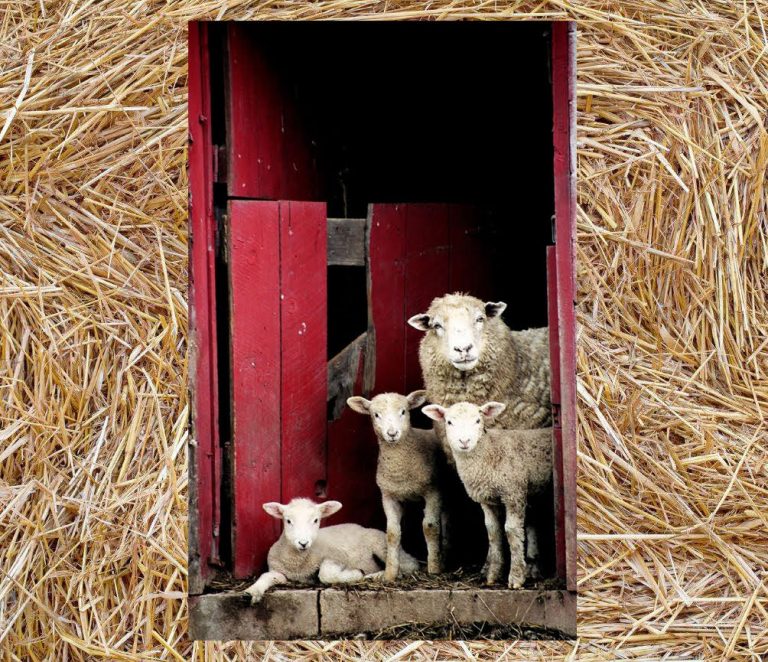 Peek A Ewe... 