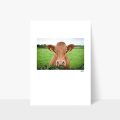 Irish Cow Print, Siar Photography