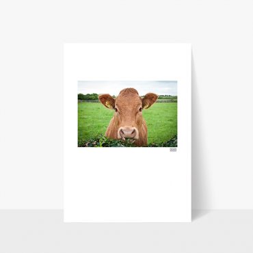 Rua the Cow... Rua the Cow...