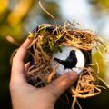 Blackbird Paperweight