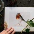 Robin Art Print by Molly Ellis