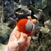 Felted bird by Jenni Kilgallon